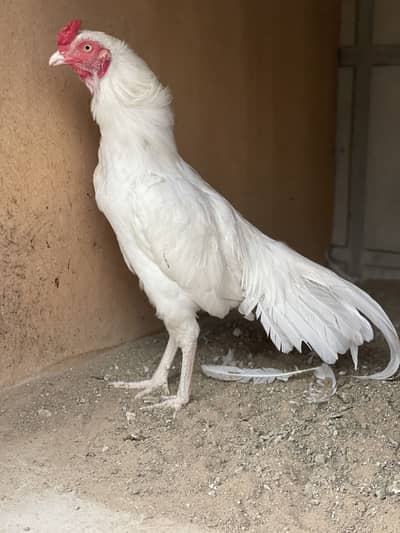 Paper white heera aseel