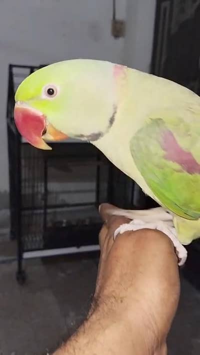 Talking and tamed parrot  0 bite