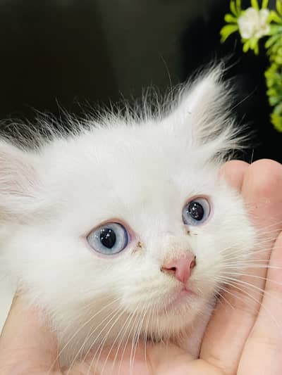 Persian kitten blue eyes