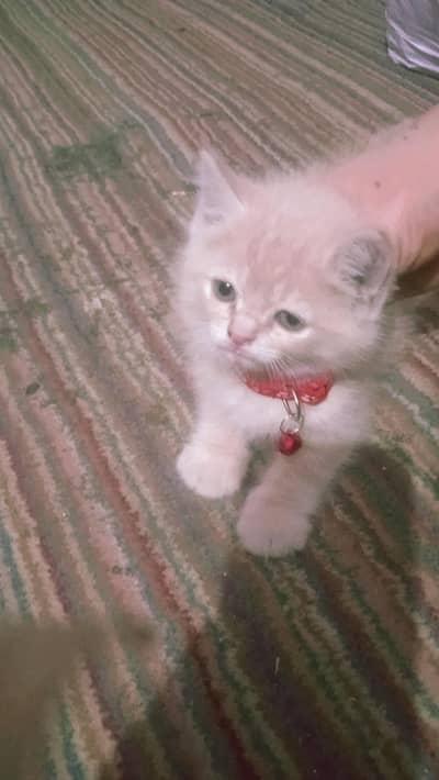 do din pehly laye bus ghr m jaga nahi ha rakhny ki