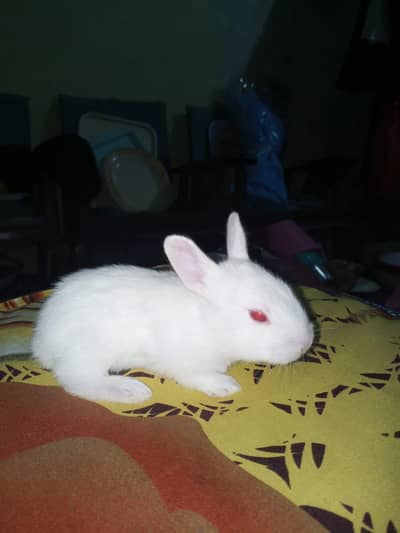 rabbit baby  for sale cute and active