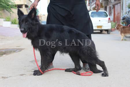 Pink Pedigree Black GSD Long Coat German Shepard Female Show Class