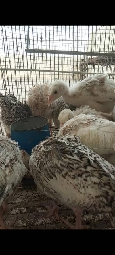 Turkey Chicks Colourful