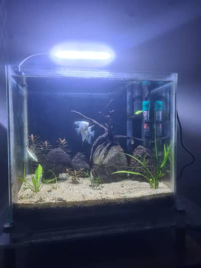 fish Aquarium