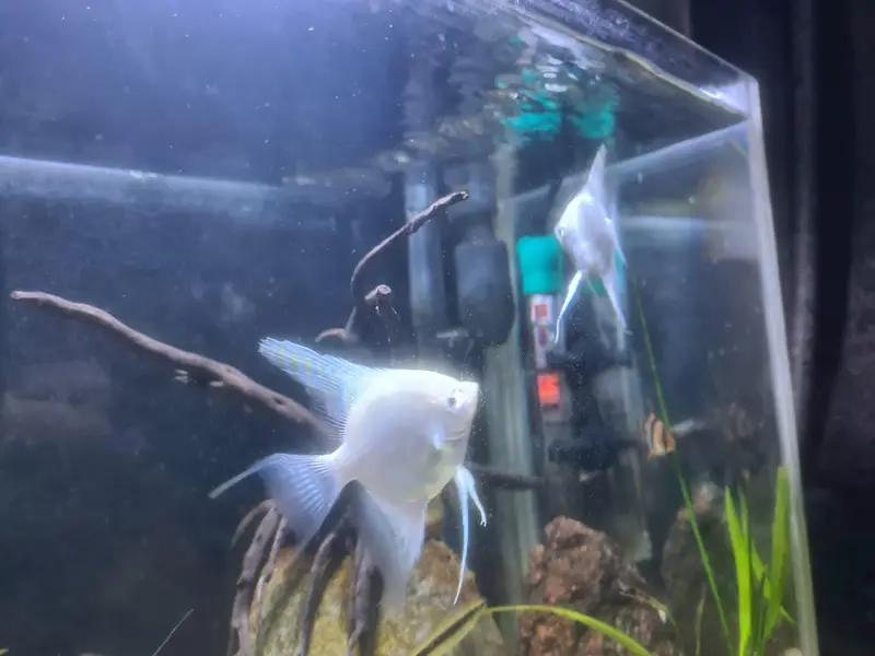 fish Aquarium — photo 3