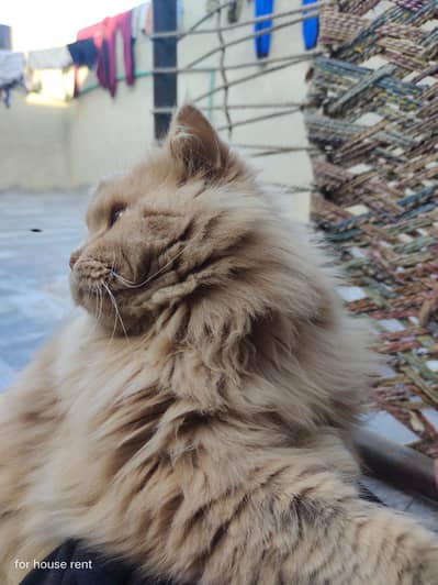Persian male cat