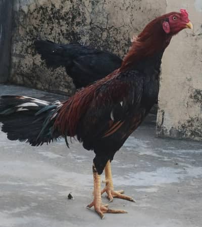 Aseel thai cross high quality for sale male 7000 female 6000