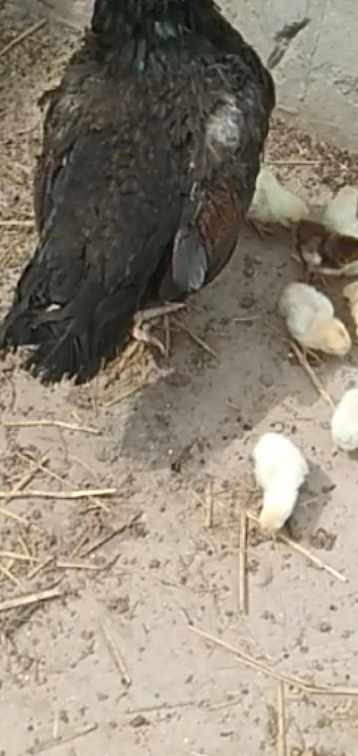 10chicks 4