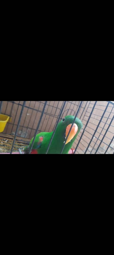 Grand Eclectus Talking Parrot