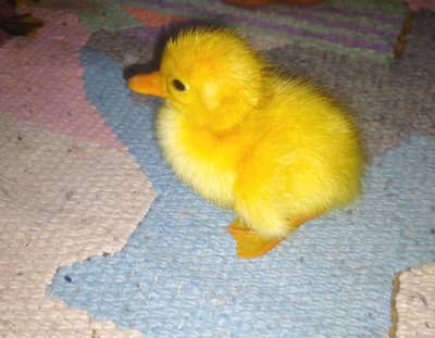 baby ducks