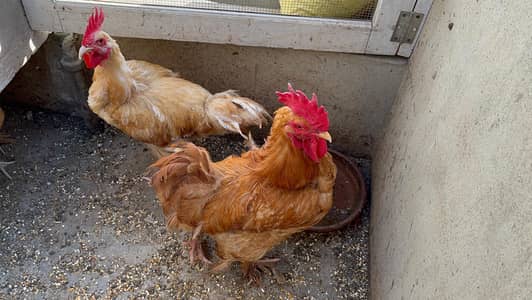 Golden Buff Egg Laying Pairs (Urgent Sale)