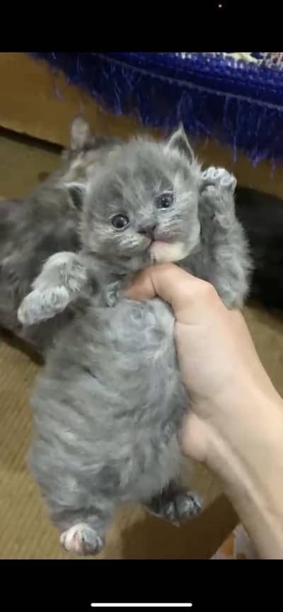 ONE PAIR OF CATS  persian Grey or Coffe colour WHATSSAP 03277972249