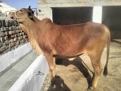 2 dant heavy weight 03145839239