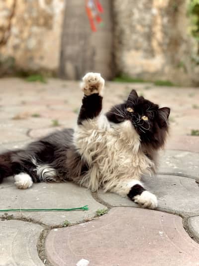 Cute & Healthy Cat for Sale – Friendly & Playful