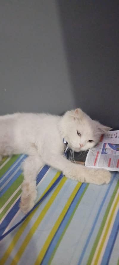 selling a Turkish angora or Persian snow white cat