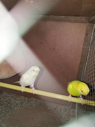 2 bajri breeder pair