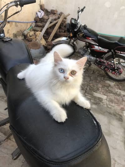 Odd eyes persian kitten