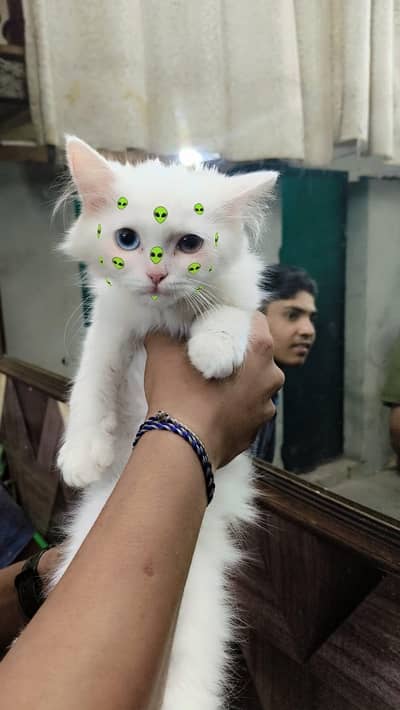 vaccine Hui hai inki , contact number 03187476361