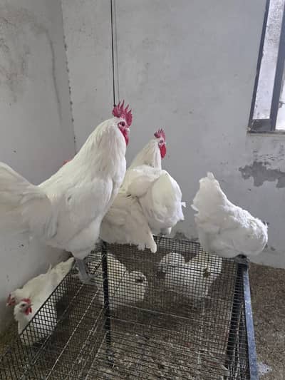 white australorp heritage pair for sale