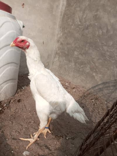 paper white shamo madi ready to bared egg lay
