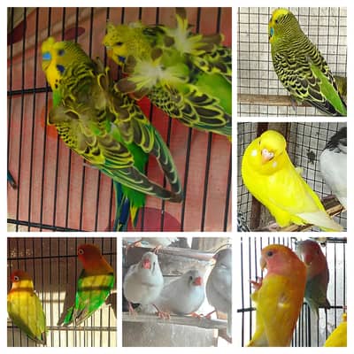 Budgies Hogoromo  and other
