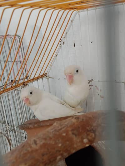 Albino Black Eye  Ready to breed