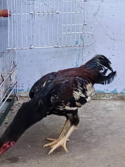 murgha murghi for sell