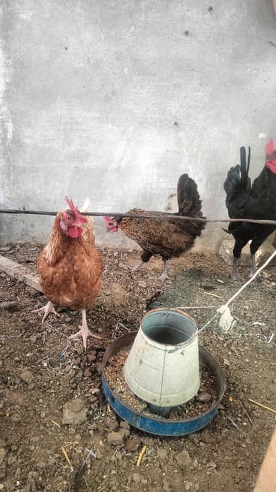 3 hens with 1 male austrlop 2 hens are laying eggs daily mashallah