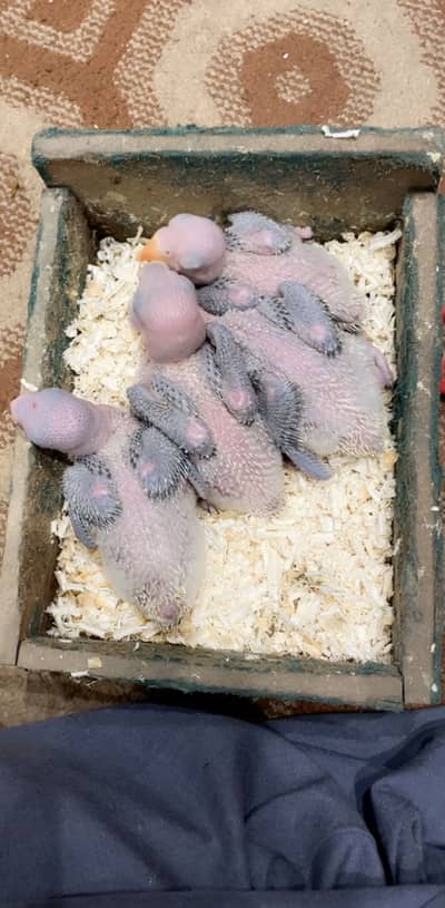 Kashmiri Raw jumbo size chick available for se