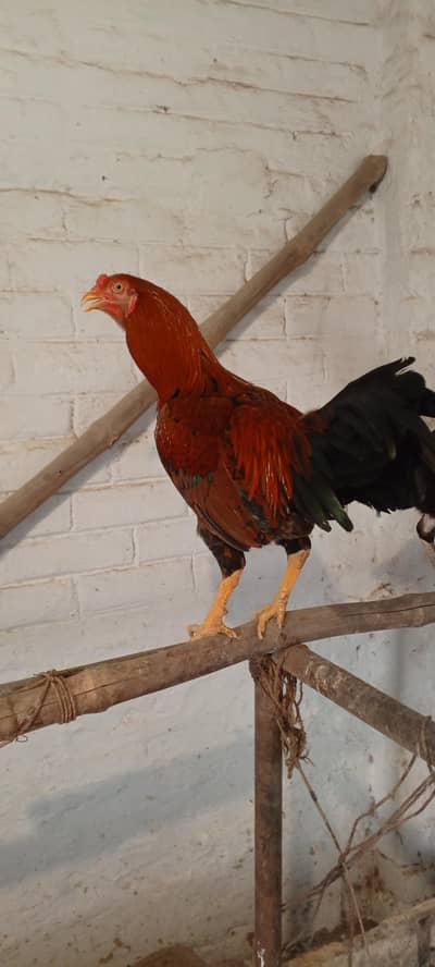 Aseel Sindhi Orange Murga