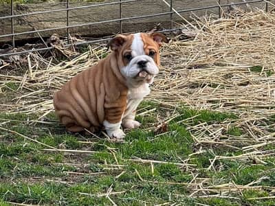 British Bulldog Pedigreed Microchipped Puppies available for import