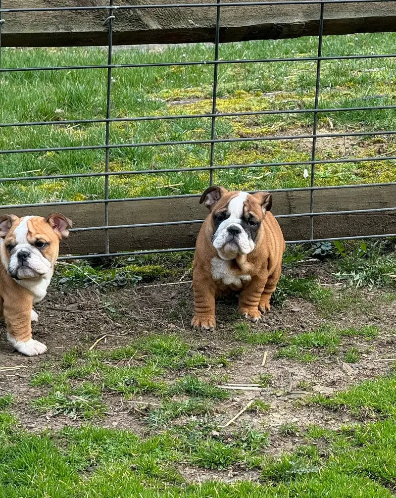 British Bulldog Pedigreed Microchipped Puppies available for import — photo 2
