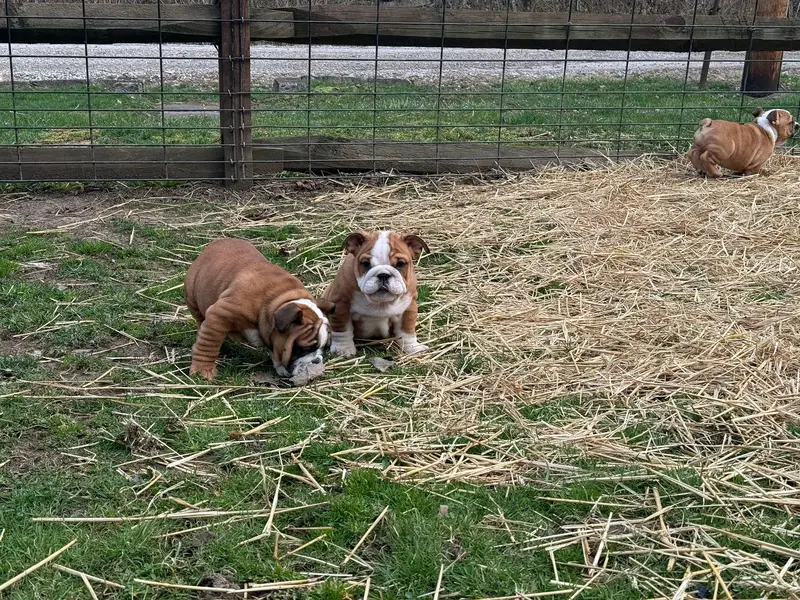 British Bulldog Pedigreed Microchipped Puppies available for import — photo 3