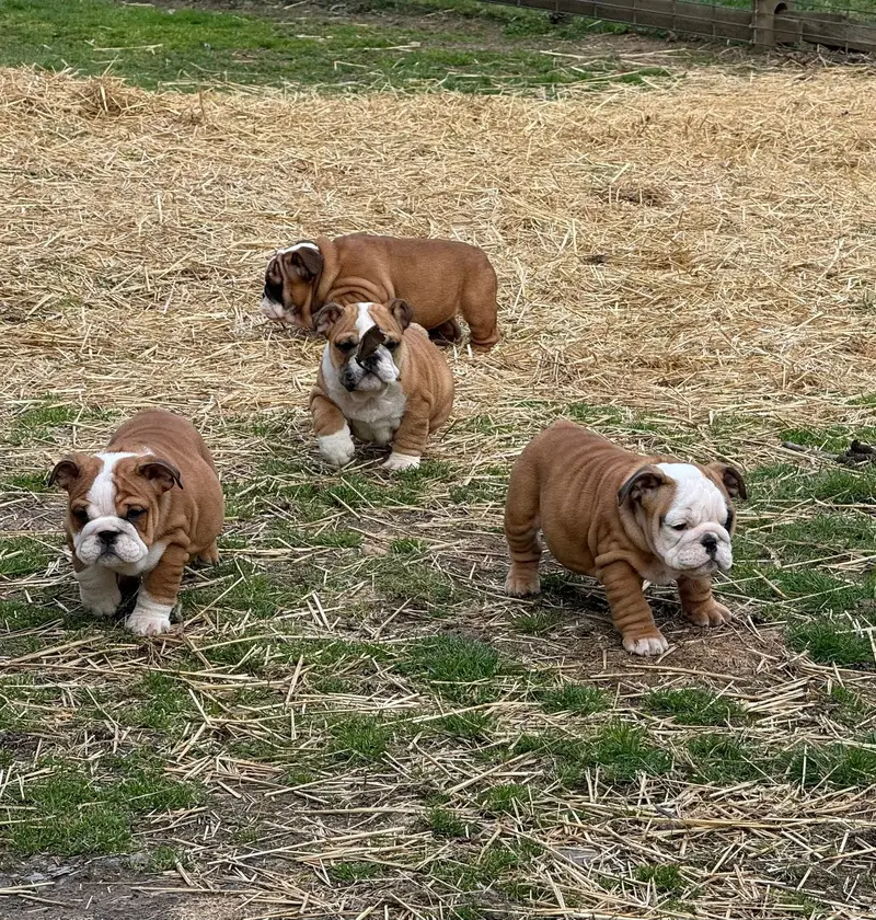 British Bulldog Pedigreed Microchipped Puppies available for import — photo 4