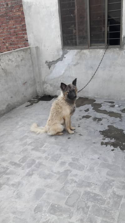 Belgium Shepherd Cross breed male dog