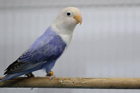 Need LoveBird. .  lutino green blue violet parblue all mutations
