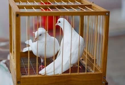 pepar white dove