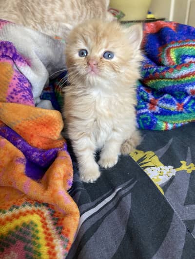 Persian Kittens Male & Female