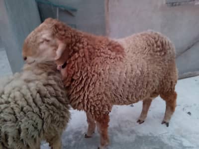 Dumba for Sale – Ghar Ka Pala Hua