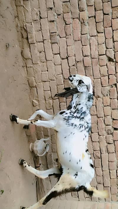 piuer dasi maki chana kassi bakra