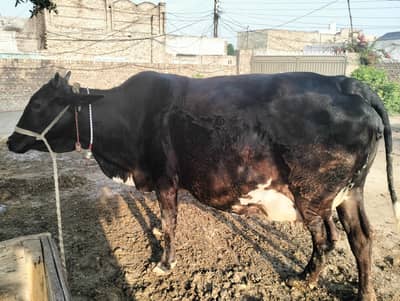 Cow for sale