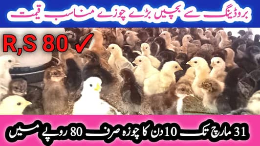 golden lohmn brown austrlap  check