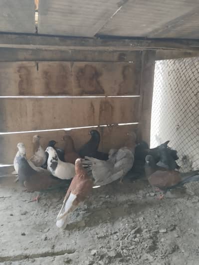 Foster pairs and one modern silver English faintail breeder male