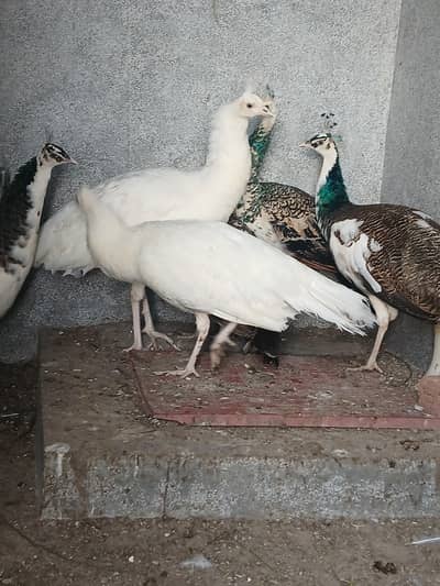 1 male blak shoulder and 2 pair pied and whit fir selll