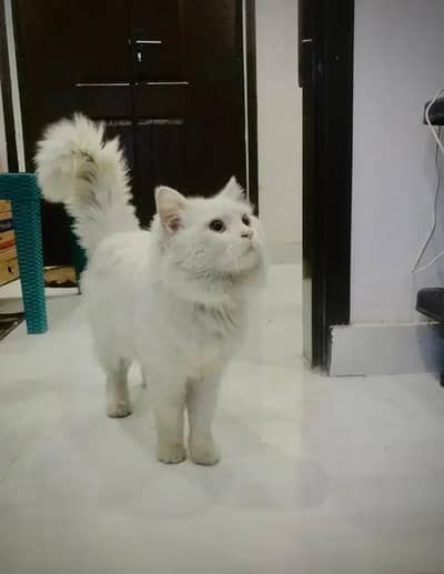 Persion cate for sale