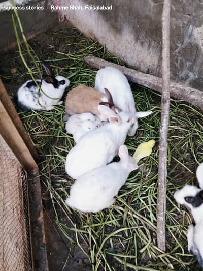 خوبصورت  رنگوں میں خرگوش دستیاب ئ