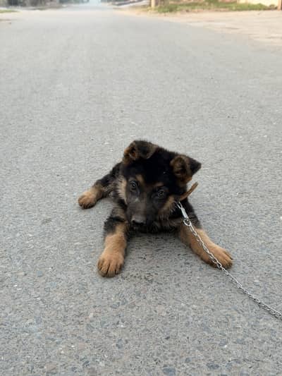 German Shepherd Puppy for sale