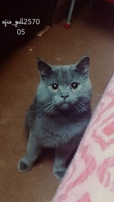 British short hair Jerry