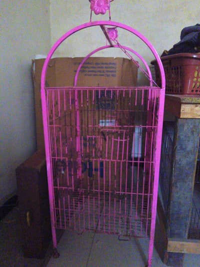 Green Bird Cage parote