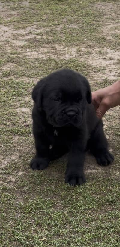 Kcp registered Cane Corso
